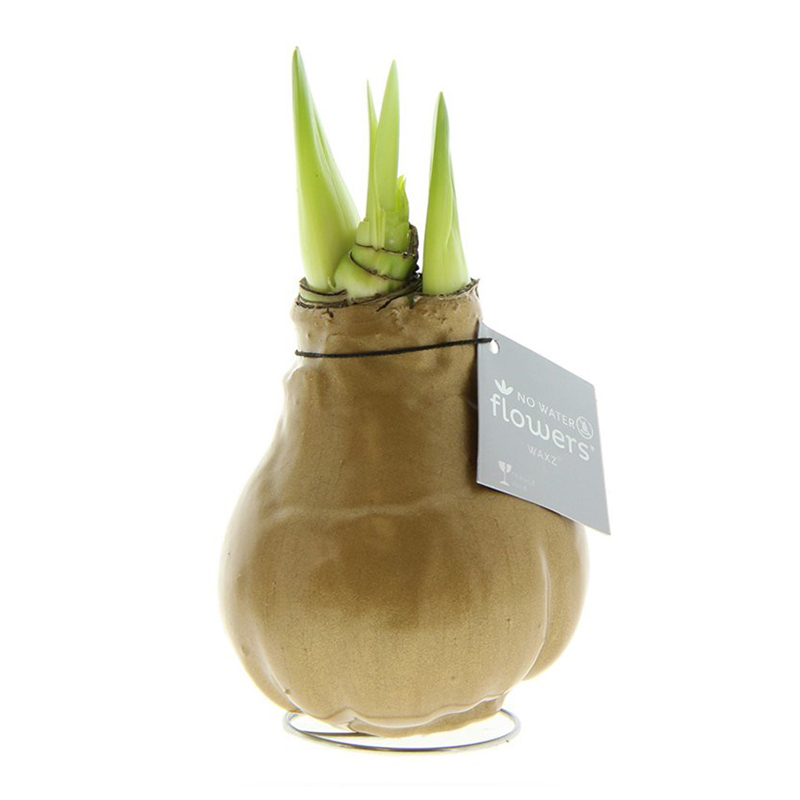 Amaryllis bulb in gift box - Image 15